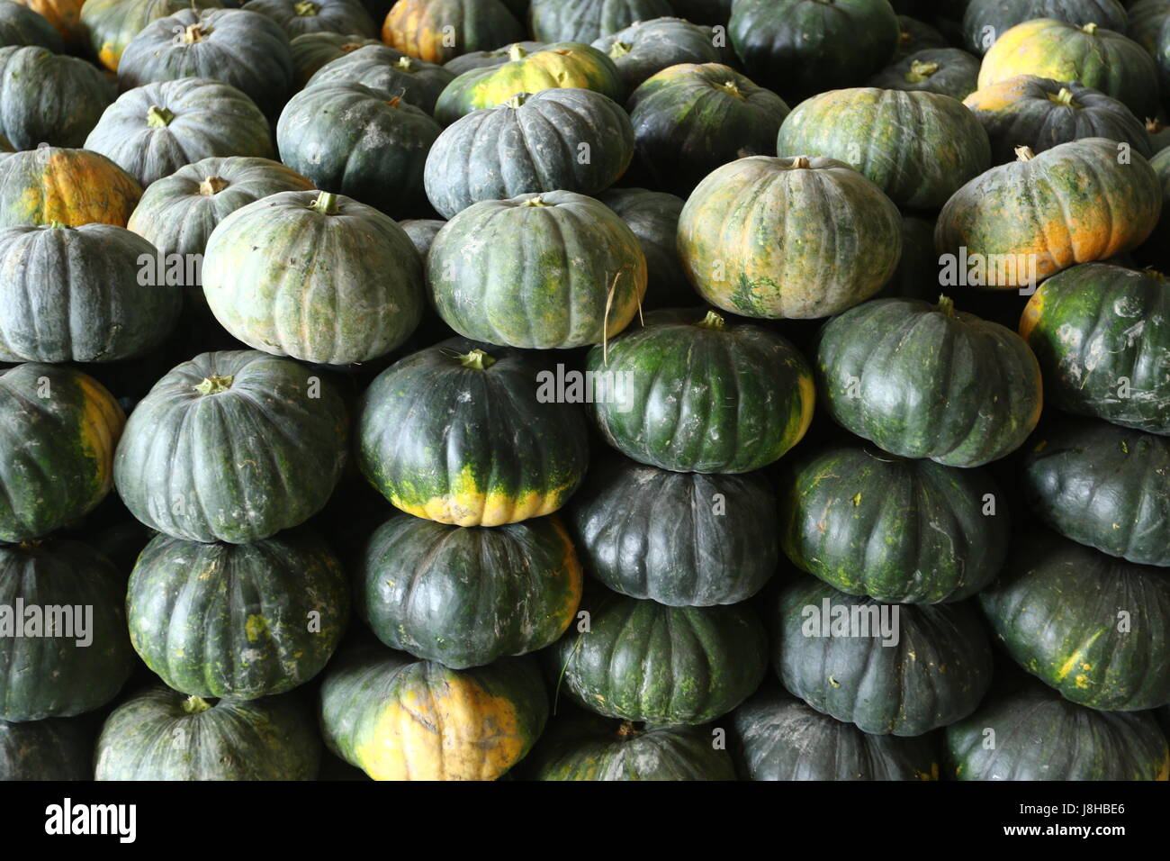 Moschus Kürbis (Cucurbita Moschata), Muskat de Provence Stockfoto