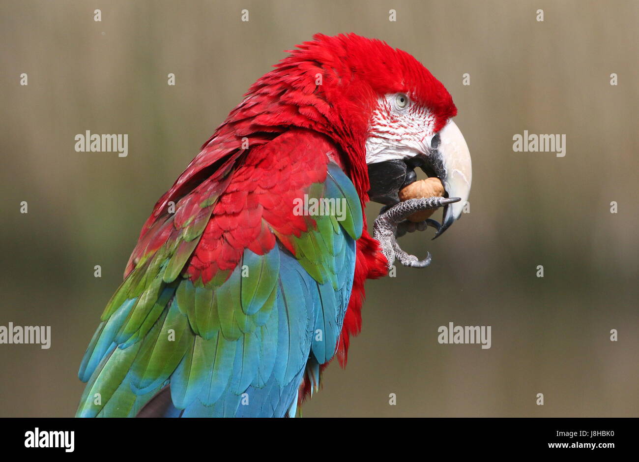 South American rote und Grüne Aras (Ara Chloropterus) Essen eine Walnuss. auch bekannt als geflügelte Green Macaw. Stockfoto