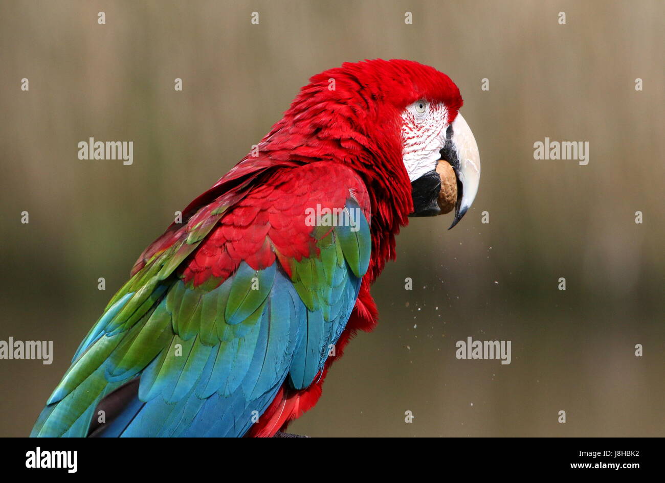 South American rote und Grüne Aras (Ara Chloropterus) Essen eine Walnuss. auch bekannt als geflügelte Green Macaw. Stockfoto