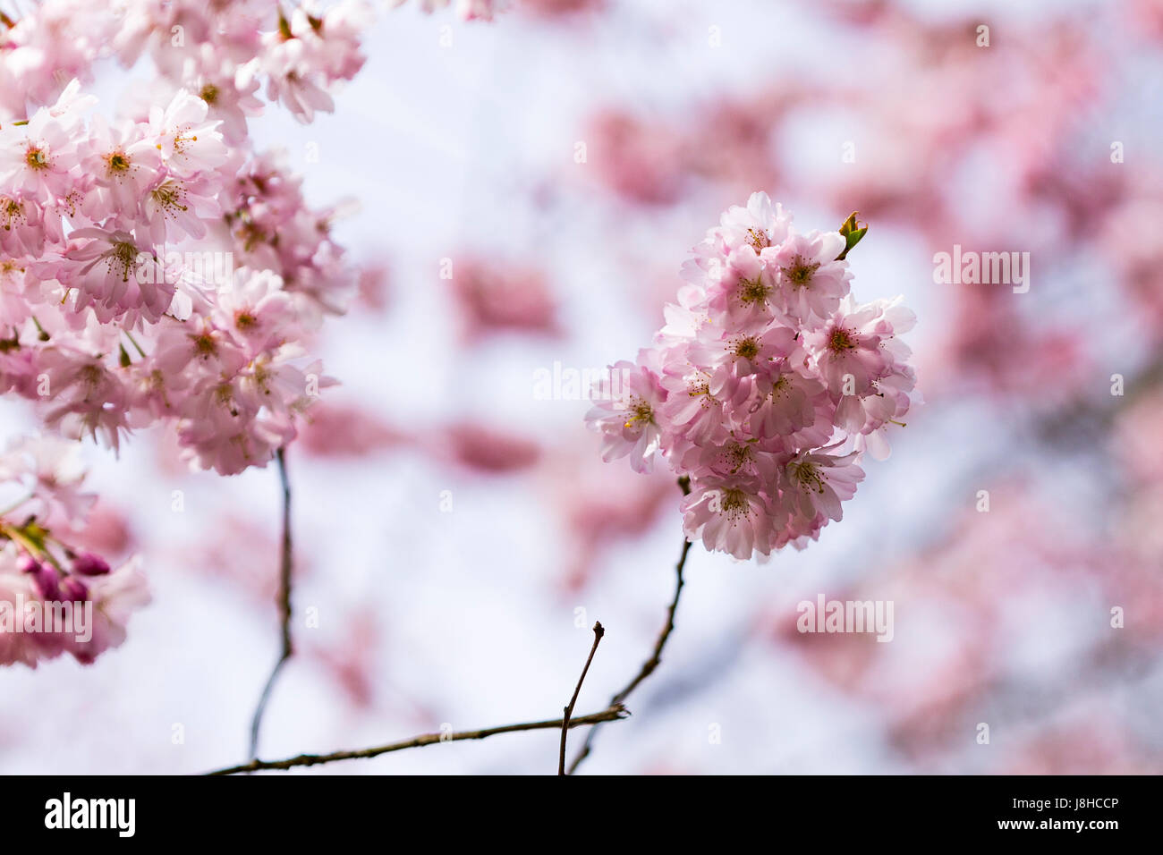 Kirschblüten im Nunhead Friedhof, London, England-Großbritannien Stockfoto