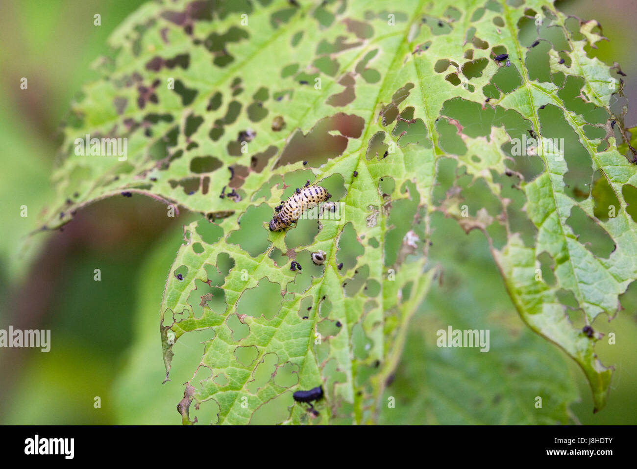 Pyrrhalta Viburni. Viburnum Käferlarven auf Viburnum Opulus verlässt. Stockfoto