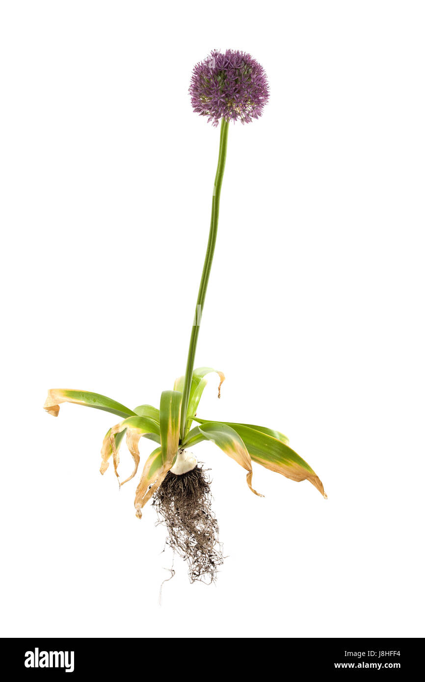 Allium Giganteum Vollpflanzen auf weißen Hintergrund isoliert Stockfoto