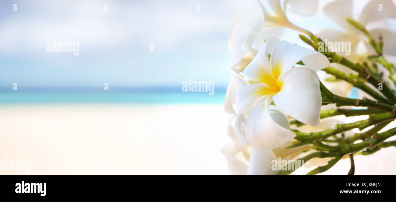 Weißen Blüten die Plumeria Obtusa, bekannt als Frangipani Busch mit einem hellen tropischen Meer im Hintergrund Stockfoto