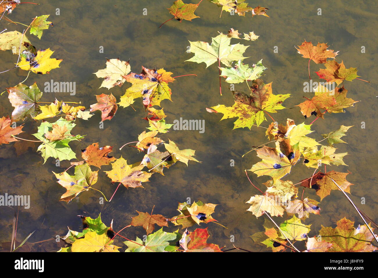 Blätter, farbig, bunt, wunderschöne, vielfältige, farbenprächtige, Herbst Stockfoto