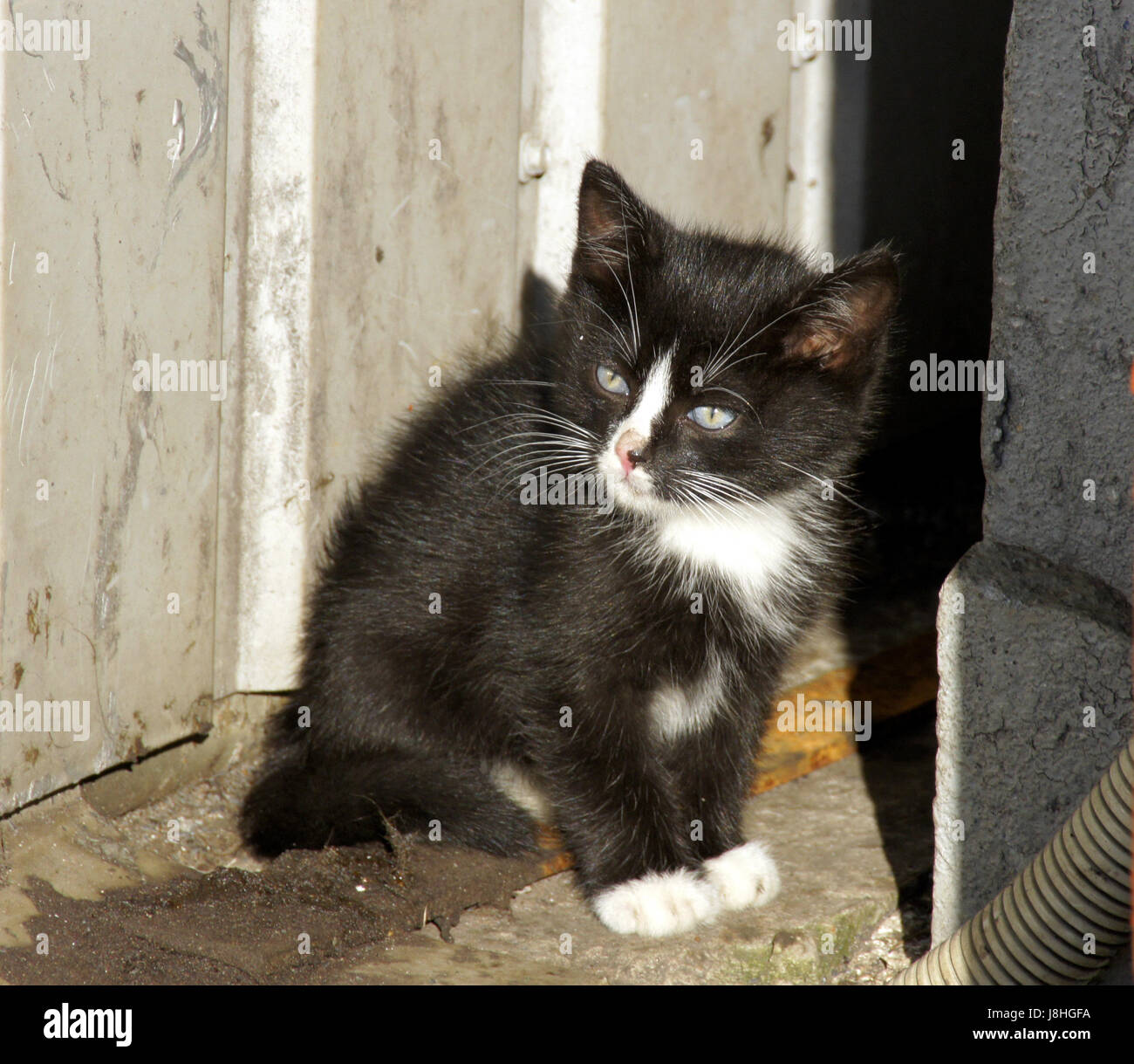 Katze Baby, Kätzchen, gemeinsame, nützlich, flauschig, Geschwindigkeit,  Geschwindigkeit, Lobhudelei, Konjunktion Stockfotografie - Alamy
