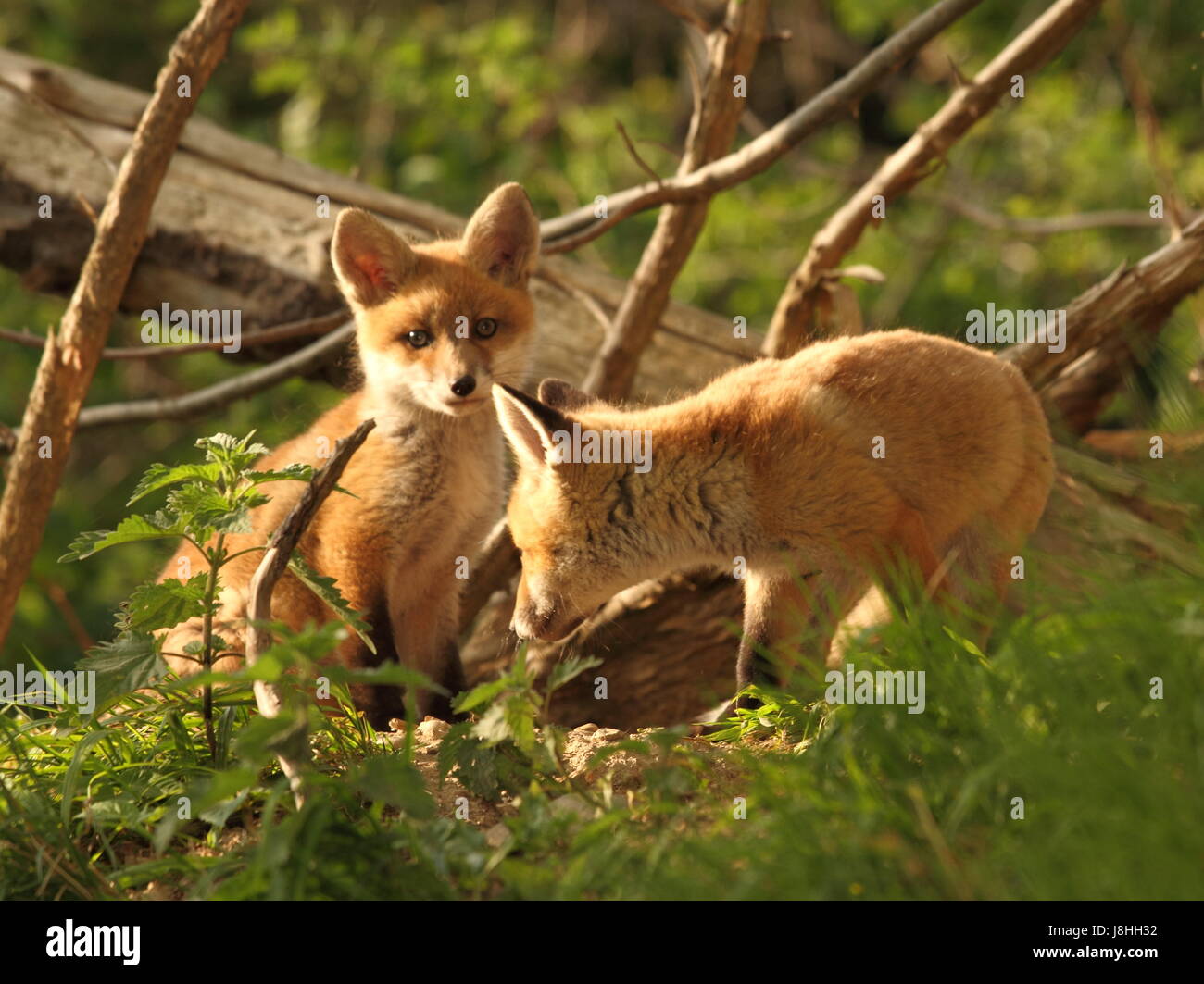 Tier-und Pflanzenwelt, Füchse, Füchse, Höhle von einem Fuchs, Haut, Tail, Zwillinge, Stab, Fuchs, Vixen, Höhle des Stockfoto