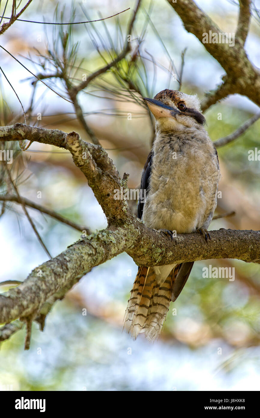 Kookaburra (2) Stockfoto