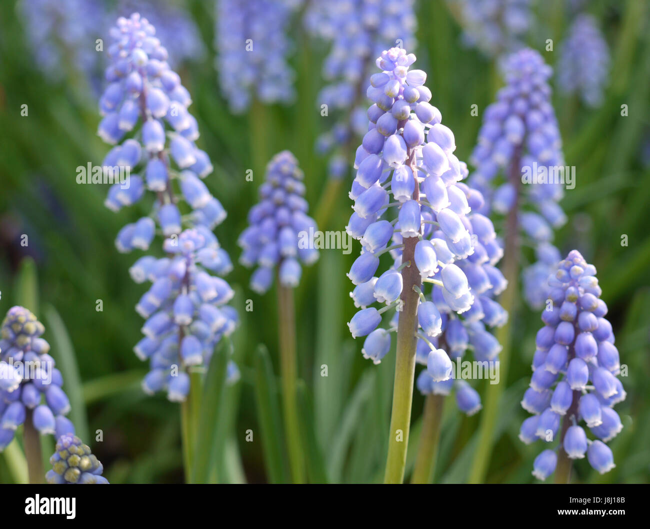 Hyazinthe, blau, Blume, Pflanze, Blüte, Blüte, blühen, blüht, Blumen, Stockfoto