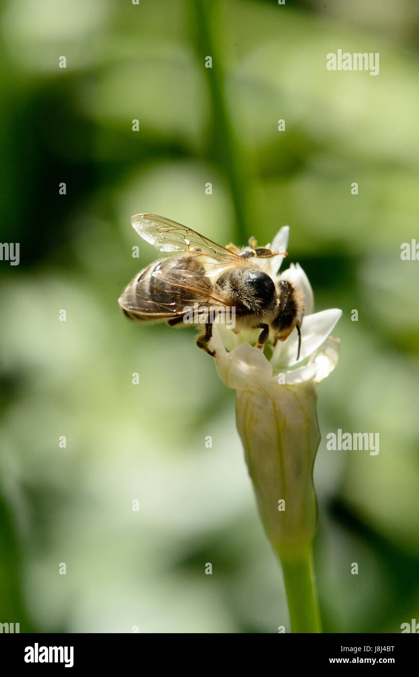 Die Biene (Apis Mellifera). Detail einer Honigbiene in einer Knoblauch-Blume zu erreichen. Die Biene sammelt Nektar. Stockfoto