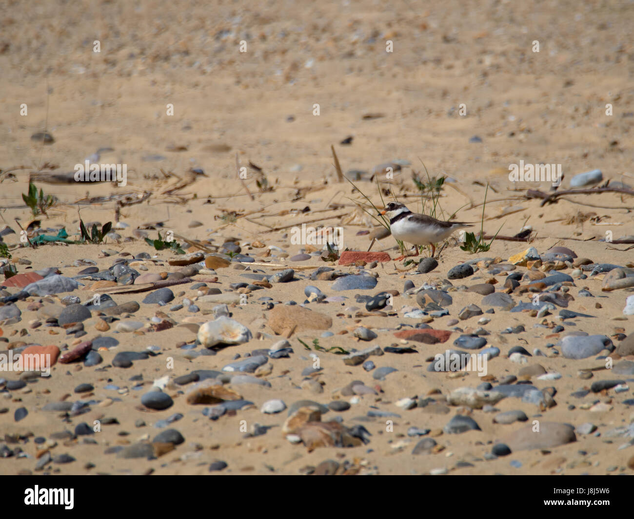 Flussregenpfeifer-Regenpfeifer (Charadrius Hiaticula) am Covehithe in suffolk Stockfoto