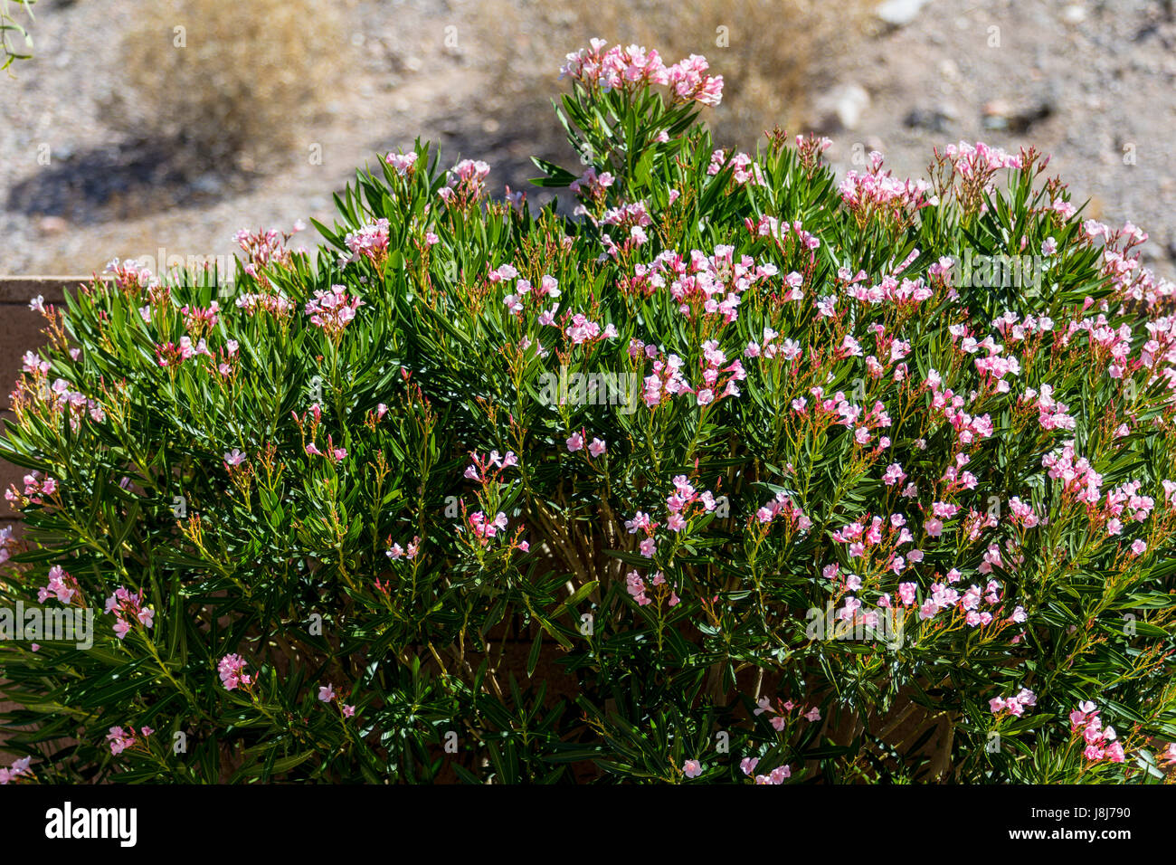 Einem blühenden Oleander Busch in Bullhead City in Arizona wo sommerlichen Temperaturen bei ° f / 110° 43 C und höher schweben Stockfoto