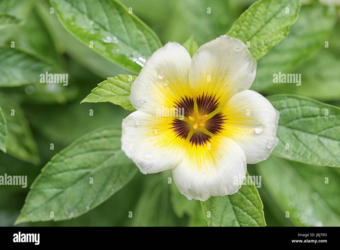 Turnera Subulata oder weißen Salbei Rose Blume am Morgen im öffentlichen Garten. Stockfoto