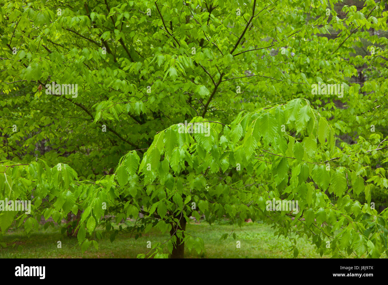 Amerikanische Buche oder Fagus grandifolia Stockfoto