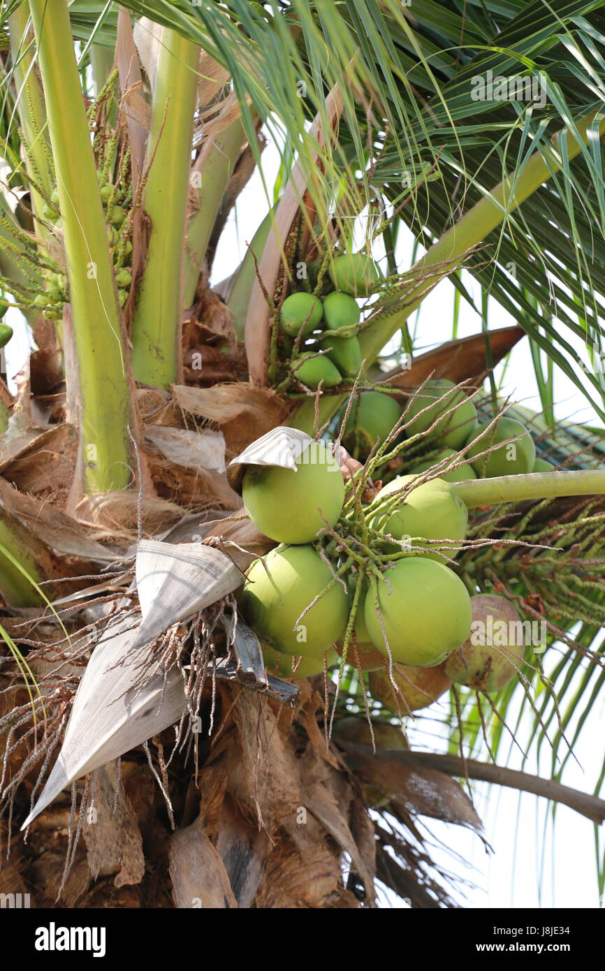 KokosFrucht auf Kokosnuss Baum im Garten Thailand, diese Pflanze von