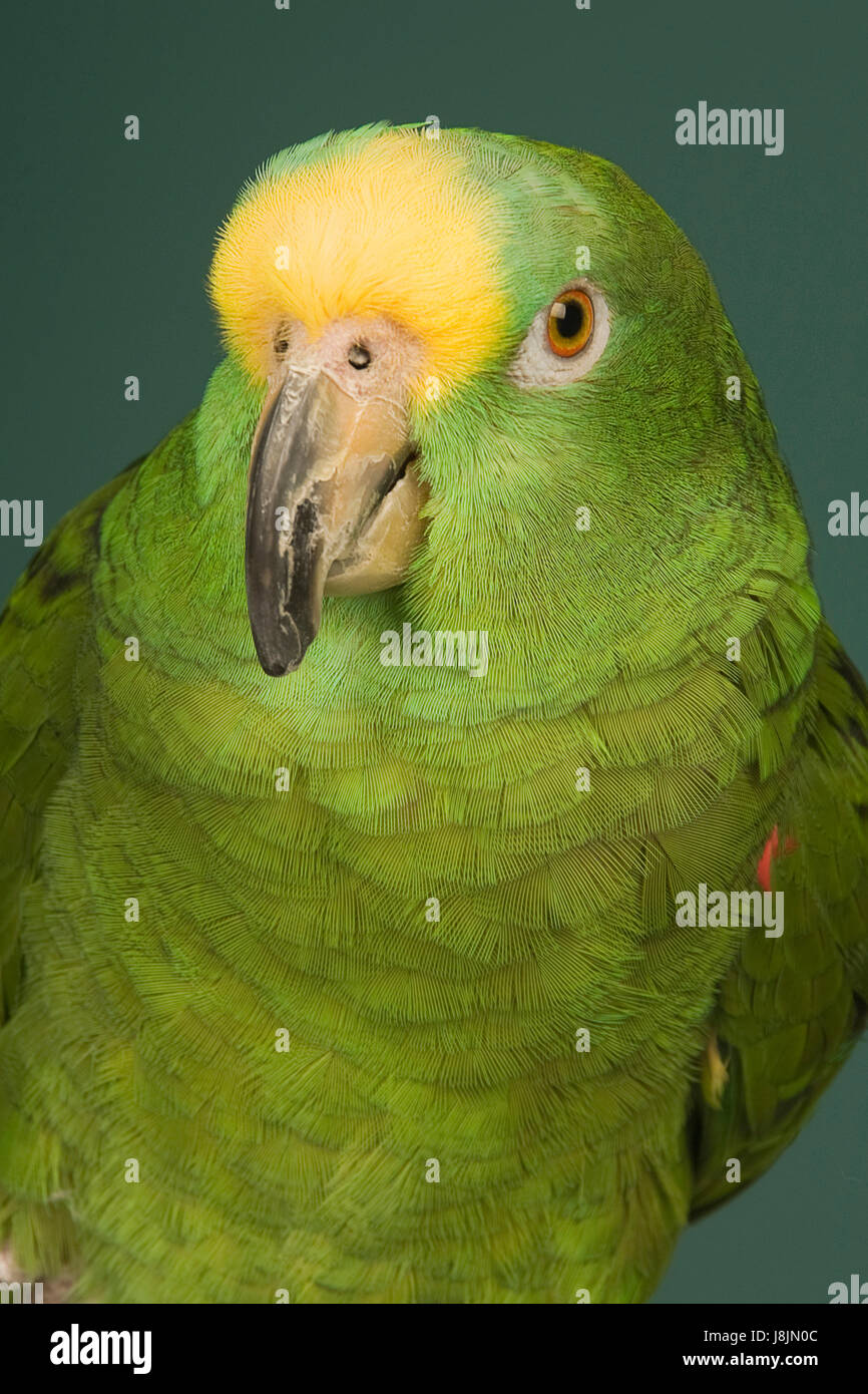 Tier, Vogel, grün, Vögel, Federn, Schnabel, Schnabel, Amazon, Tier, Vogel,  grün Stockfotografie - Alamy