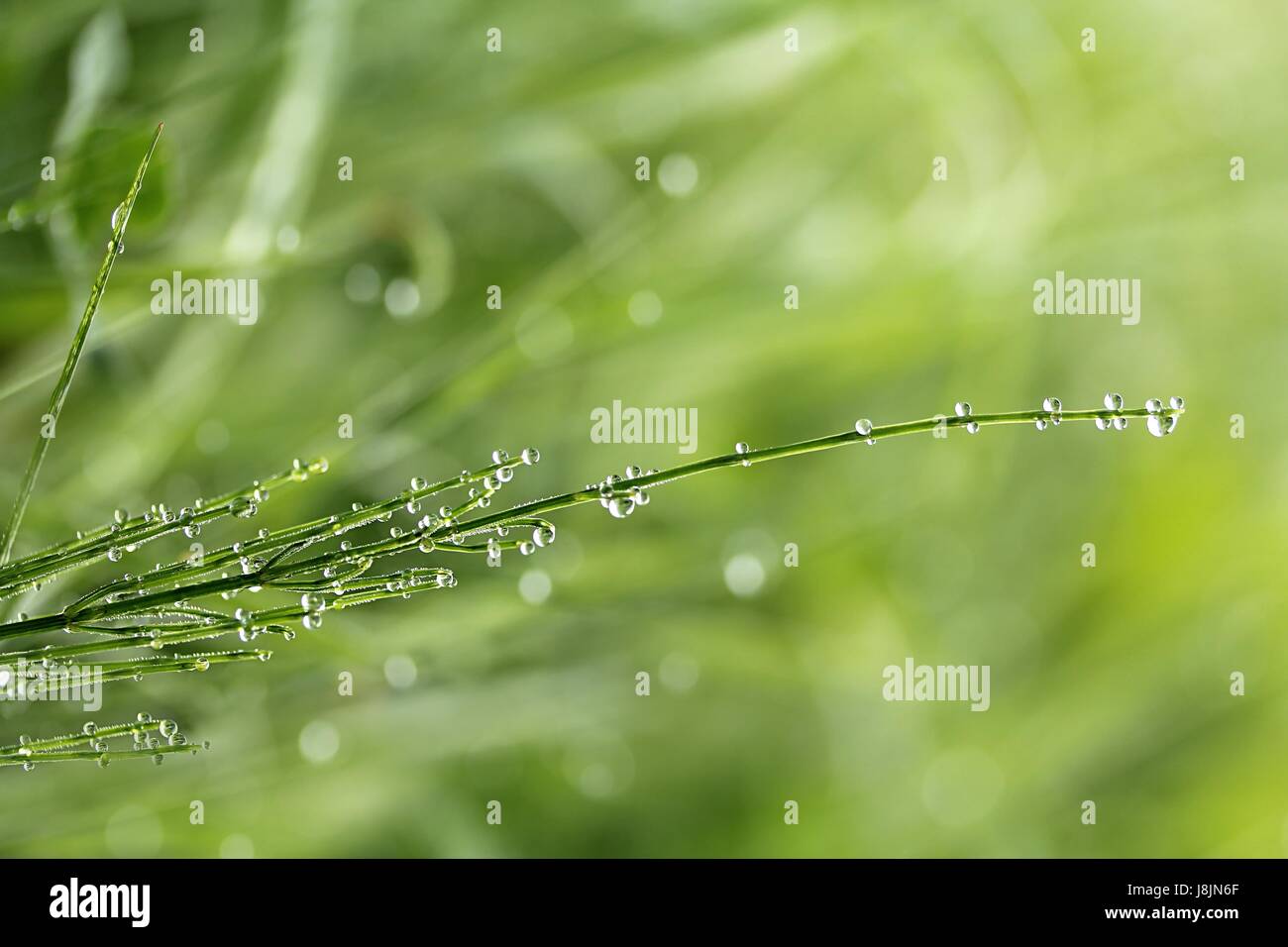 Schachtelhalm nach Regen Stockfoto