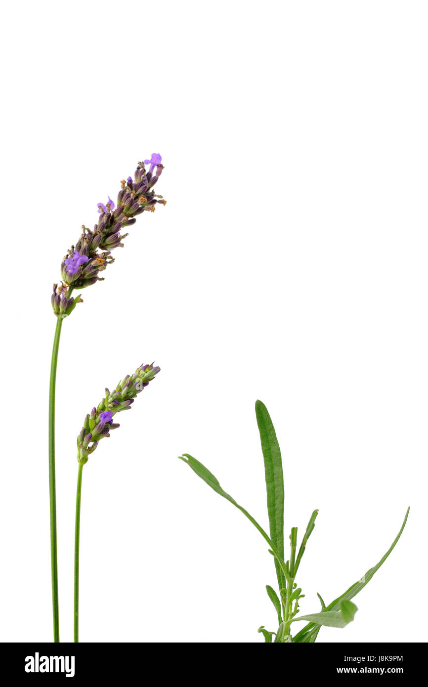 Lavendel Blumen mit Blättern, isoliert Stockfoto