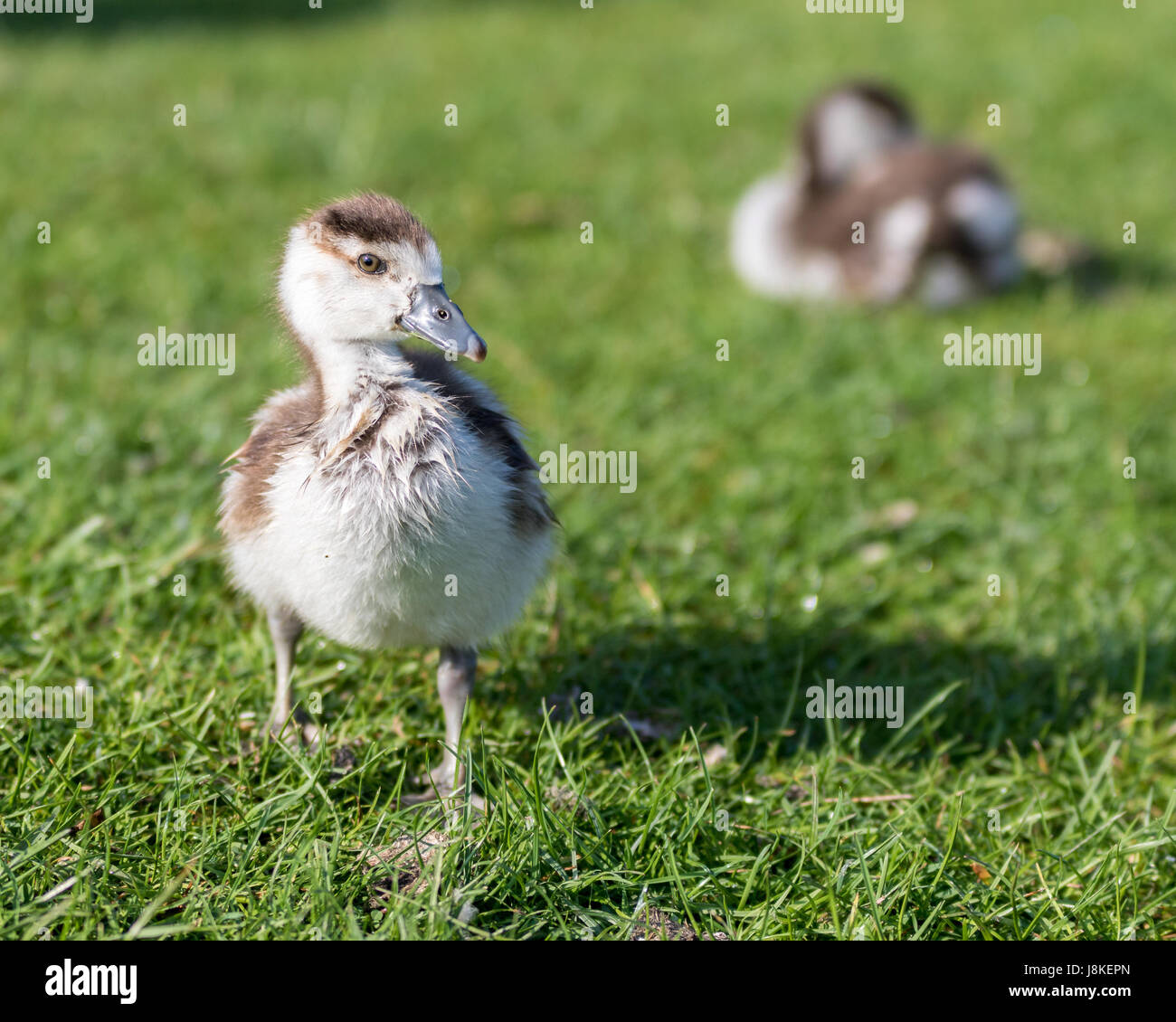 Nilgans Gosling in Bushy Park, West-London, UK Stockfoto