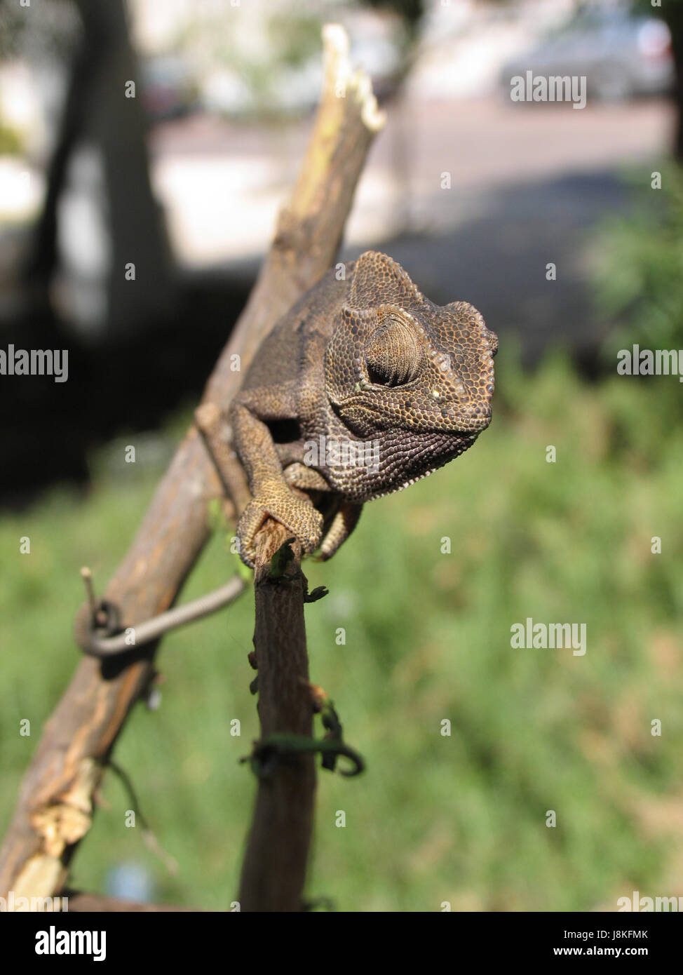 Wüste, Ödland, Reptil, Echse, Foto, Kamera, Chamäleon, Bild, Bild, Stockfoto