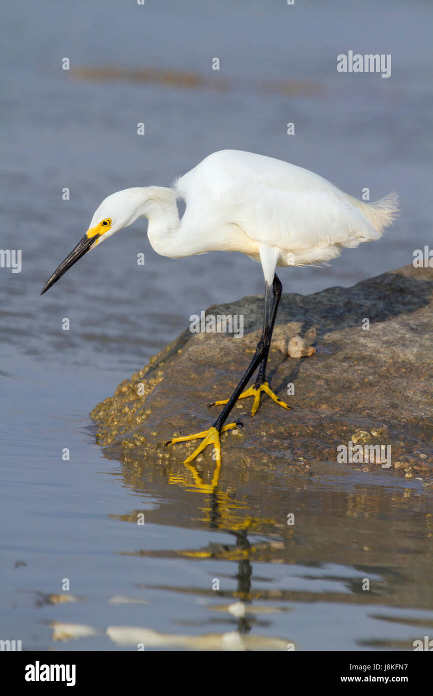 Snowy Egret Angeln Stockfoto