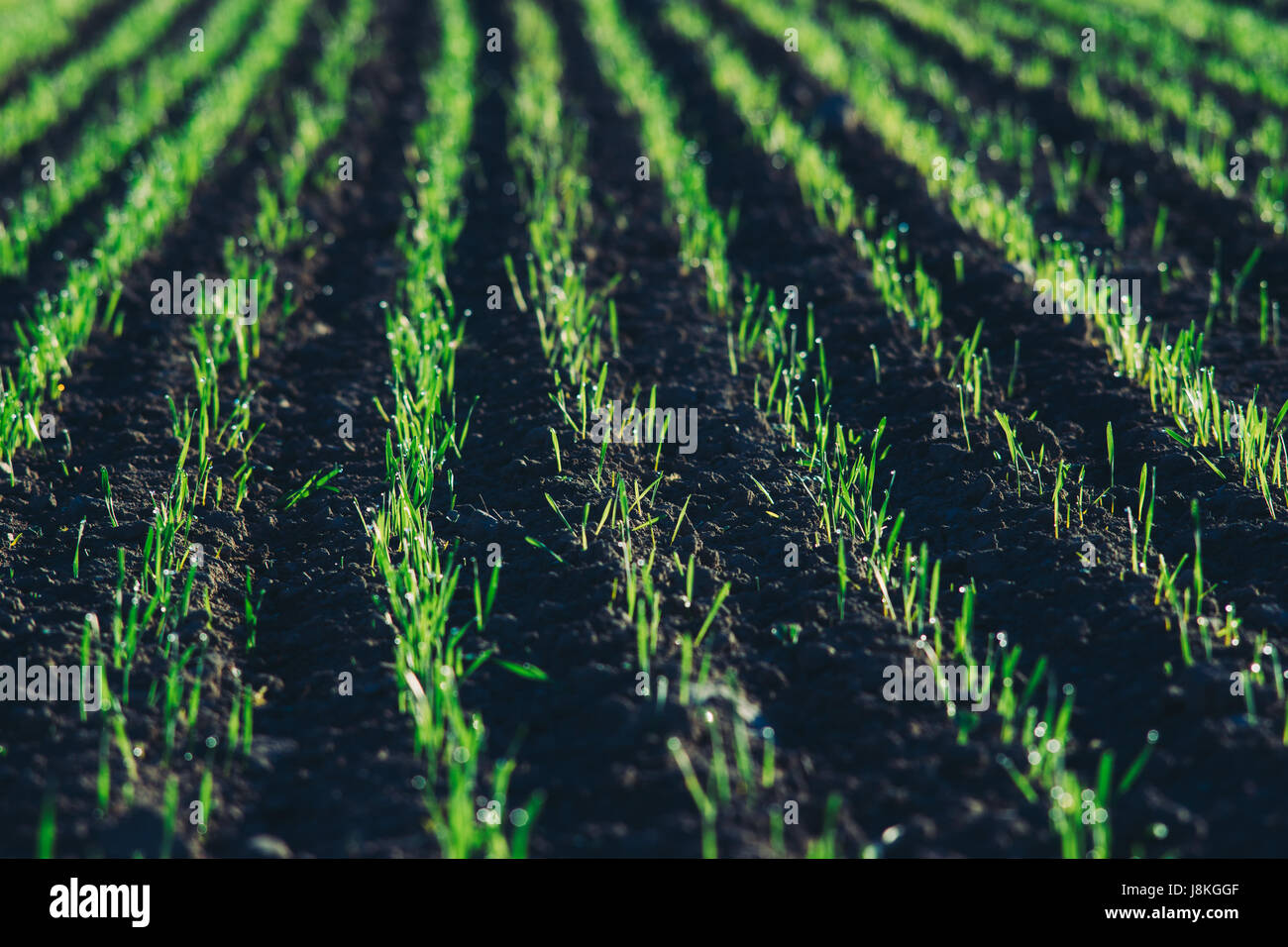 Nahaufnahme auf Feld mit jungen grünen Triebe in der Sonne. Landwirtschaftlichen Konzept, selektiven Fokus Stockfoto