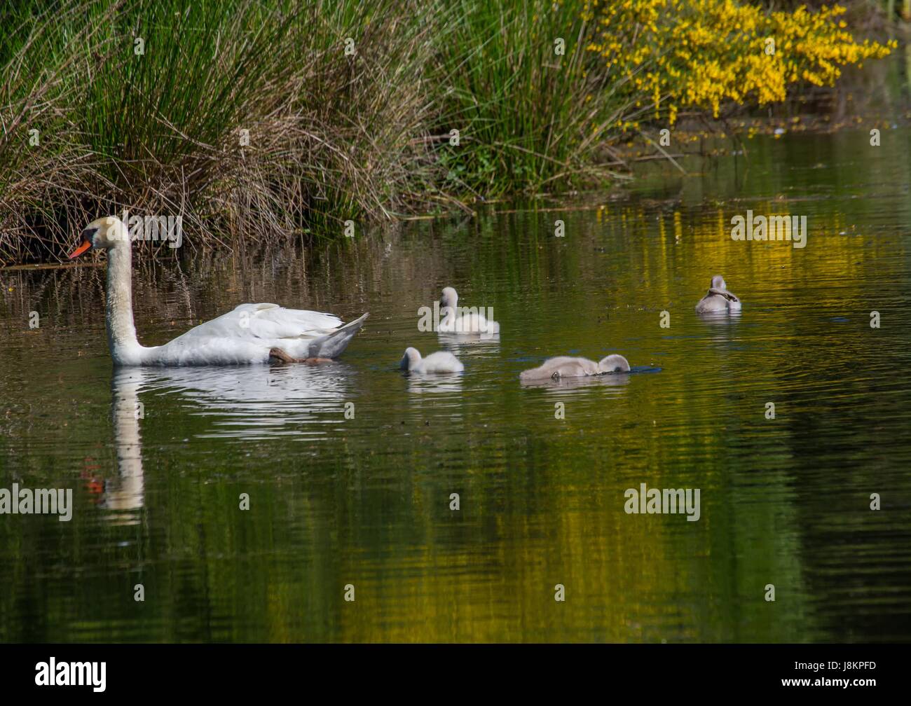 Zwei Wochen alten Höckerschwan Babys schwimmen gemeinsam mit ihren Eltern auf einem Teich im Stadtteil Büchenbach von der Stadt Erlangen, Bayern - Deutschland Stockfoto