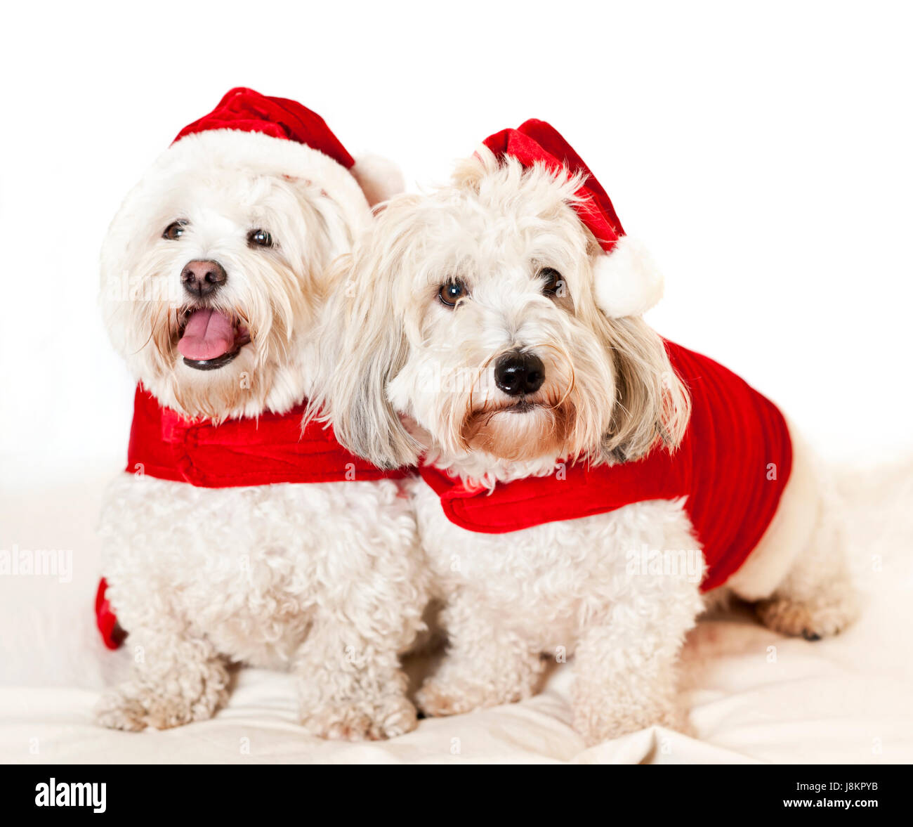 Haustiere, Hunde, Weihnachten, liebenswert, verrückt, pert, kokett, niedlich, Xmas, Stockfoto