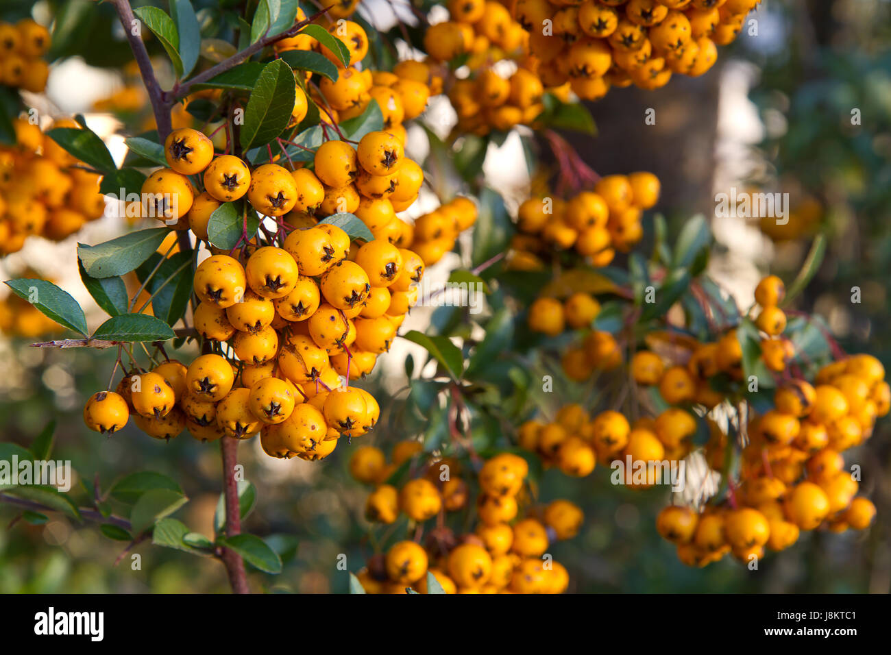 Orange, Garten, Strauch, Beeren, Gärten, Feuerdorn, Herbst, Herbst, Orange, Tee Stockfotografie