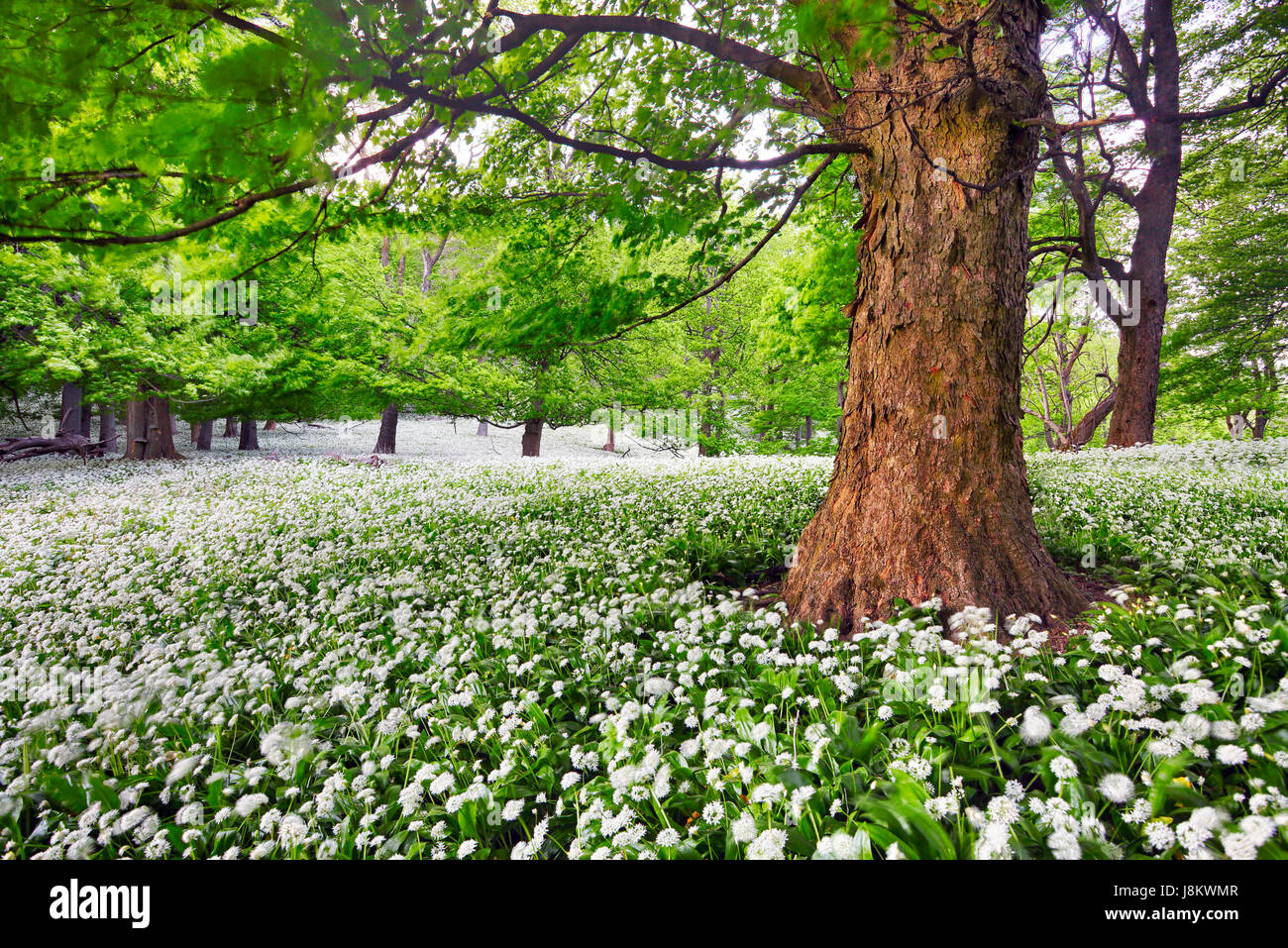 Baum im weißen Blumen Wiese, Schönheit Waldlandschaft Stockfoto