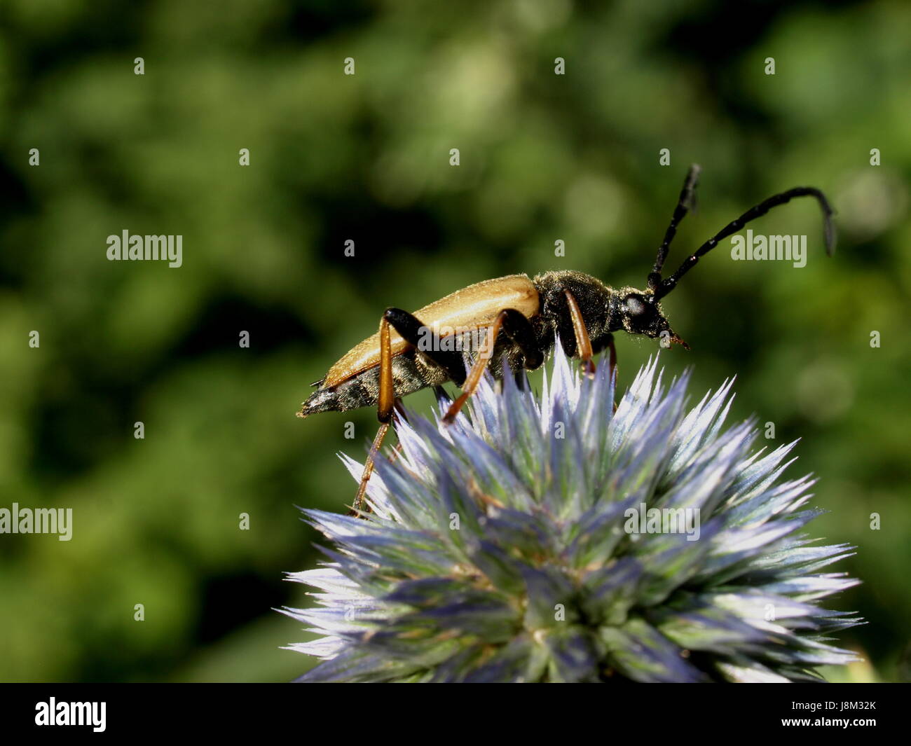 Insekten, Käfer, Insekt, Insekten, Käfer, Bockkfer, Schmalbcke, Rothalsbock, Stockfoto