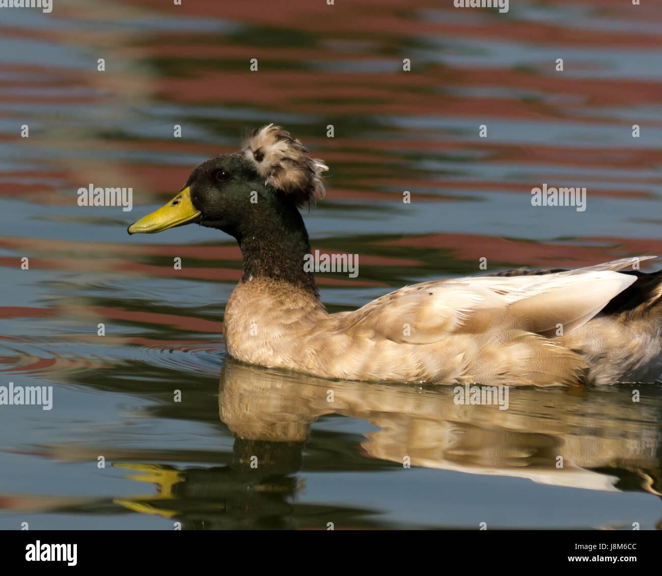 Flug, Vogel, Federn, Ente, Drake, Entlein, crest, Wasser, Vogelgrippe, Chinesisch Stockfoto