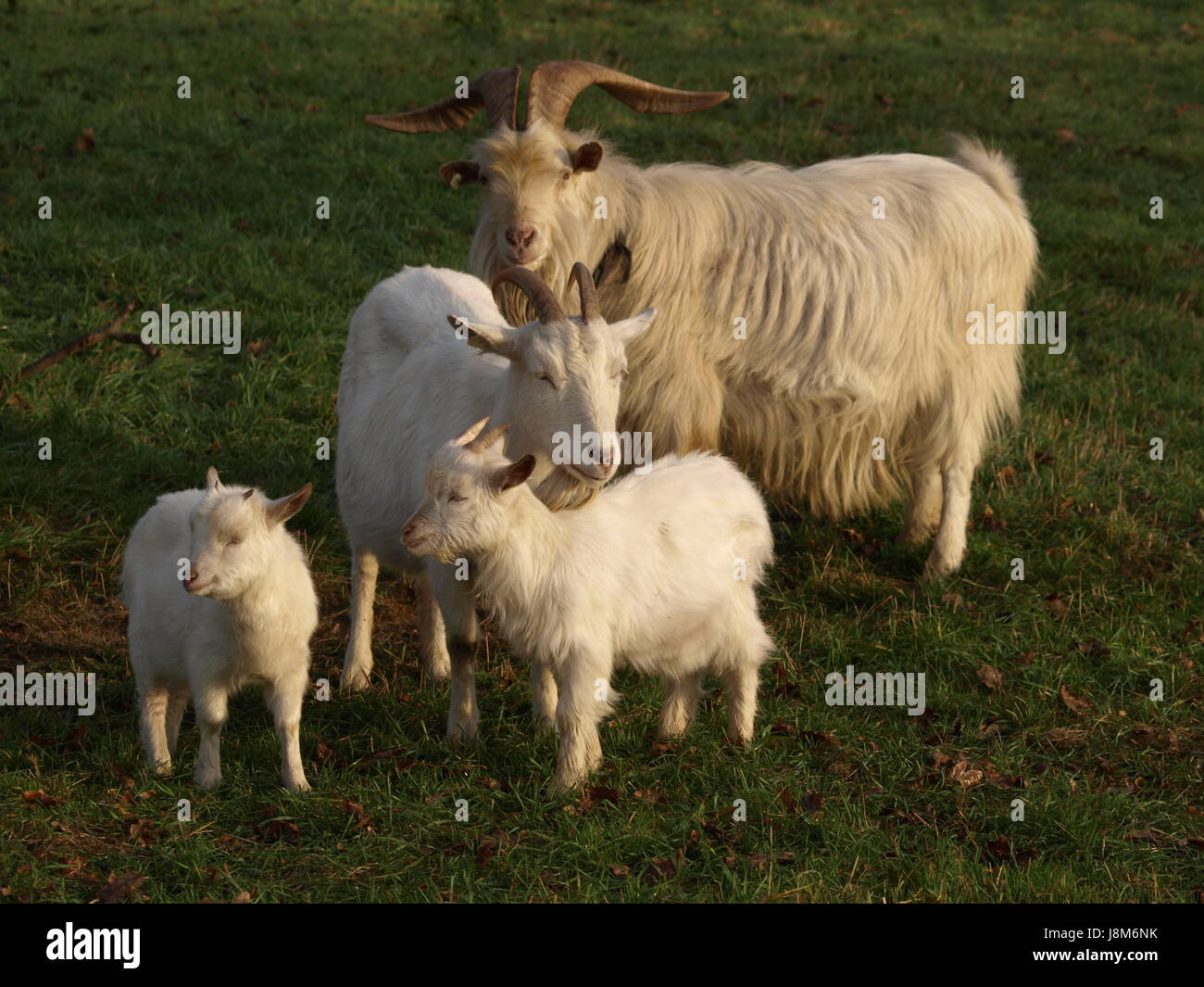 Ziege-Familie Stockfoto