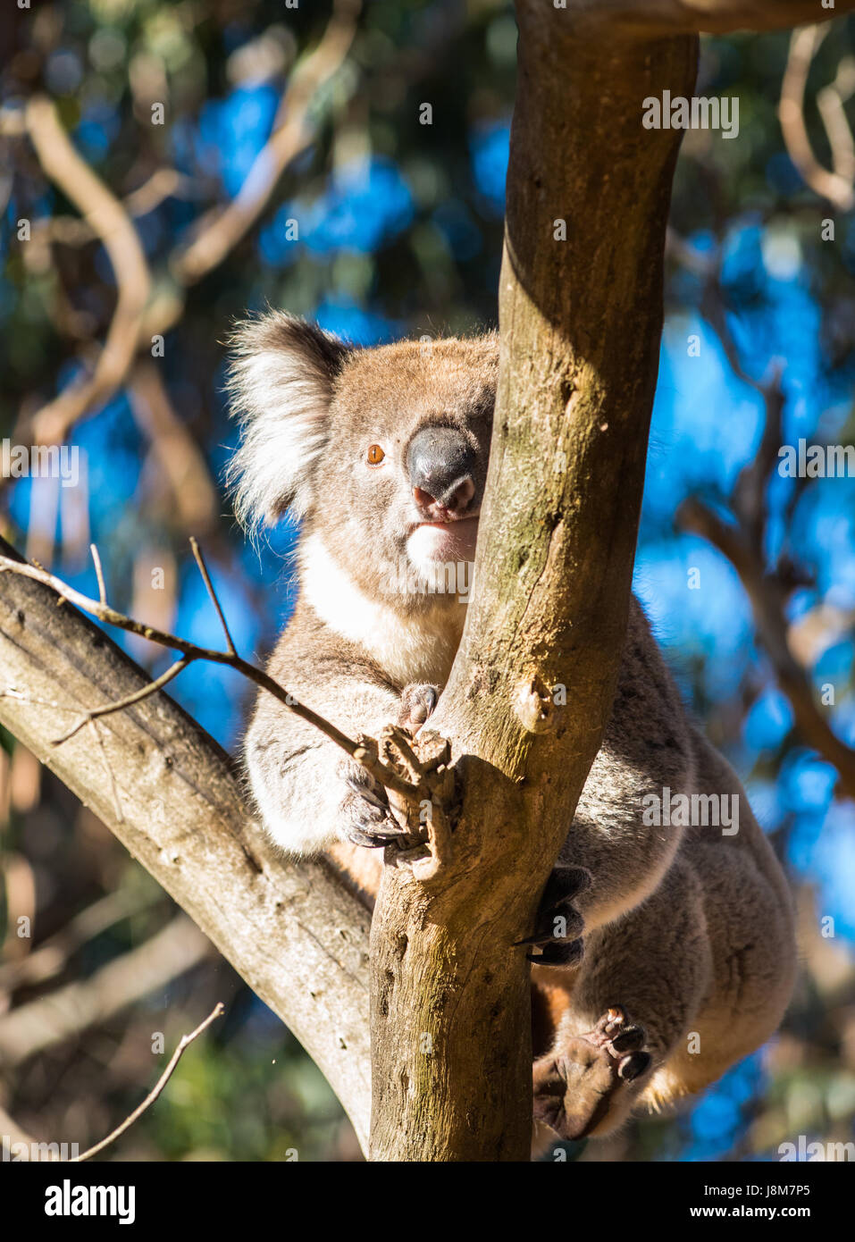 Koala gesehen in Wild auf Kangaroo Island, South Australia Stockfoto