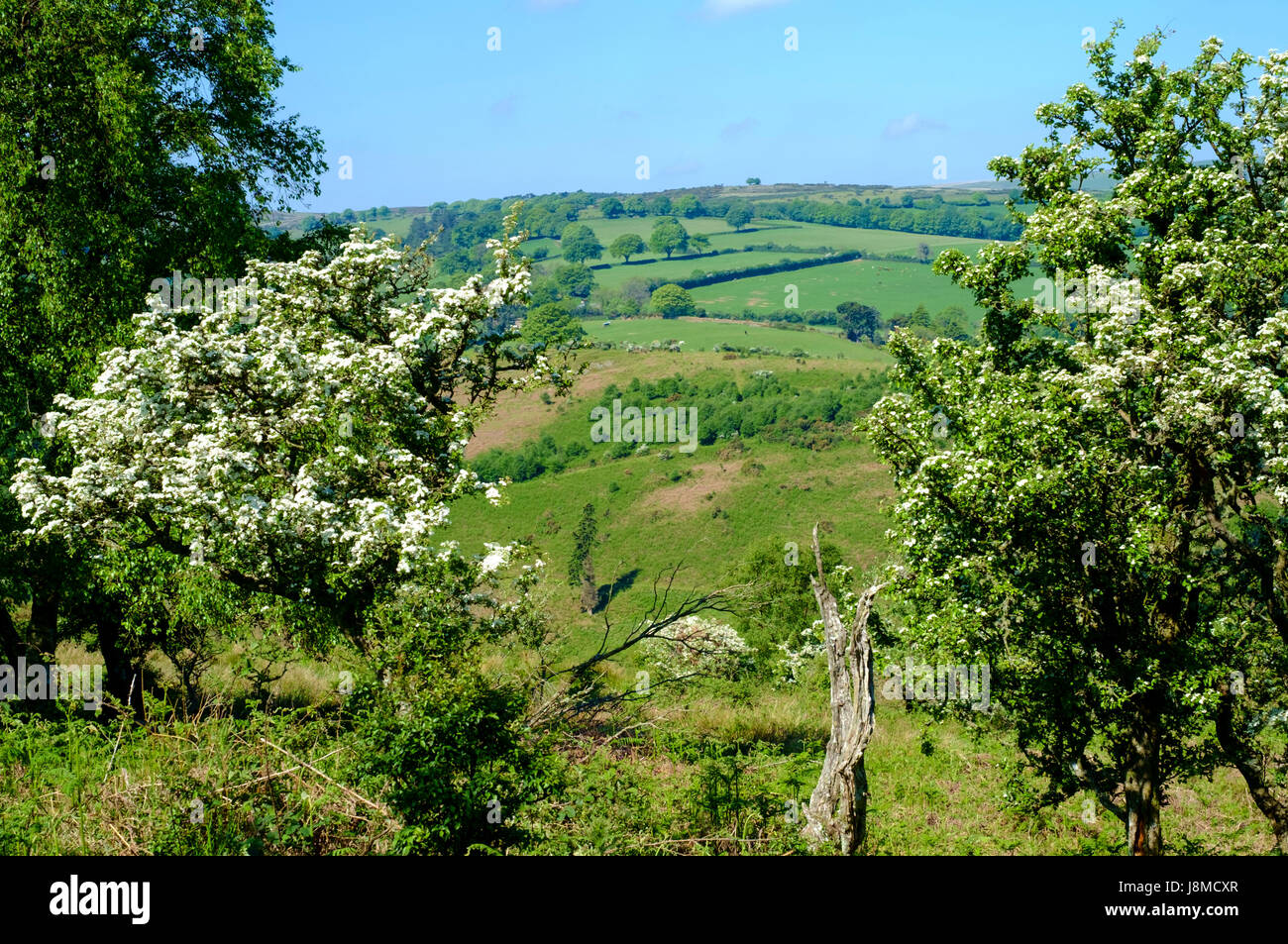 Um Exmoore Nationalpark Devon England UK Crook Horn Hill Stockfoto