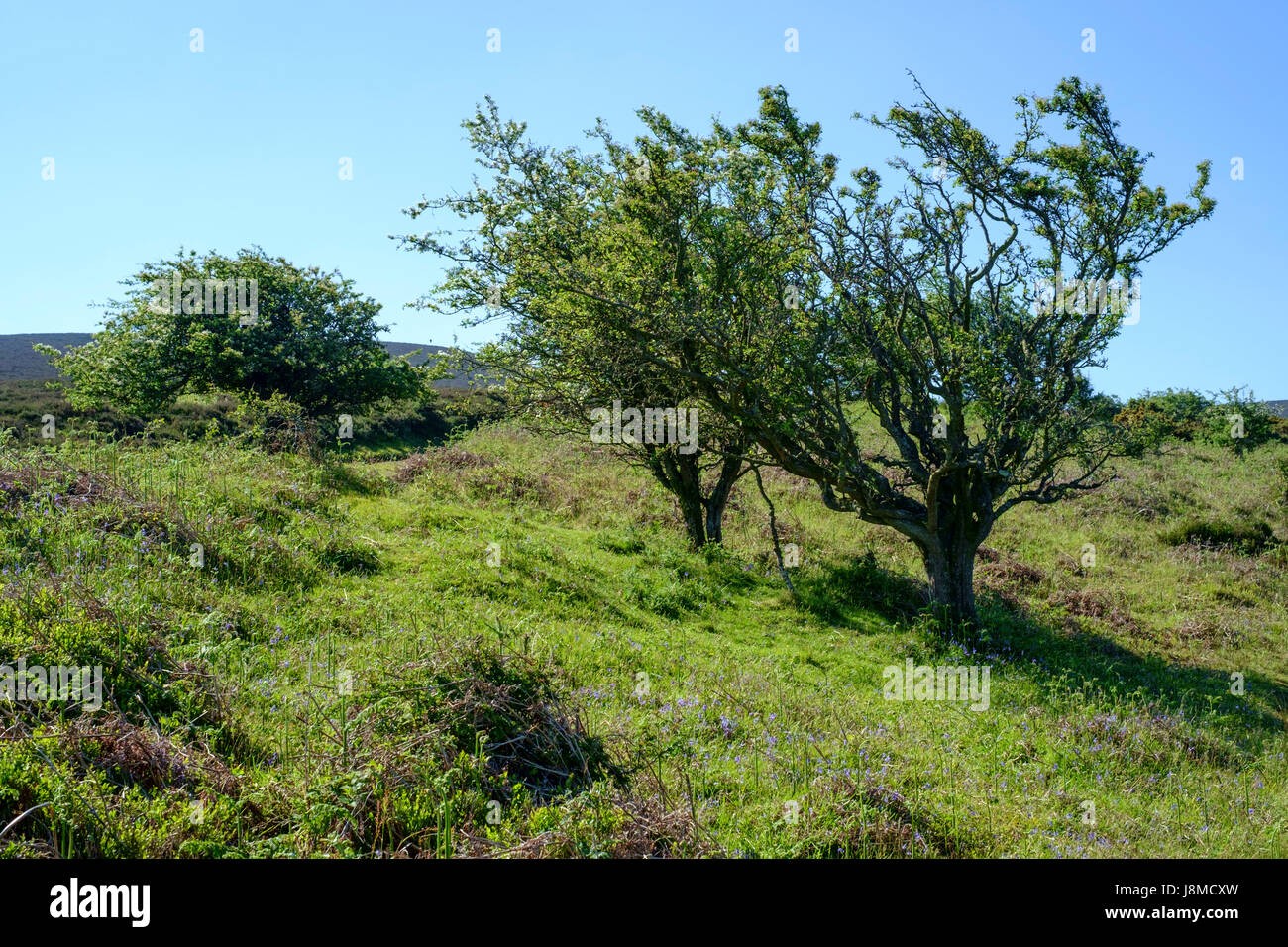 Um Exmoore Nationalpark Devon England UK Crook Horn Hill Stockfoto