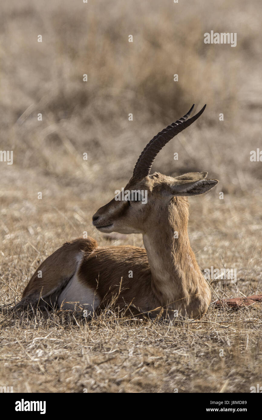 Chinkara, Gazella Bennettii auch bekannt als die indische gazelle Stockfoto