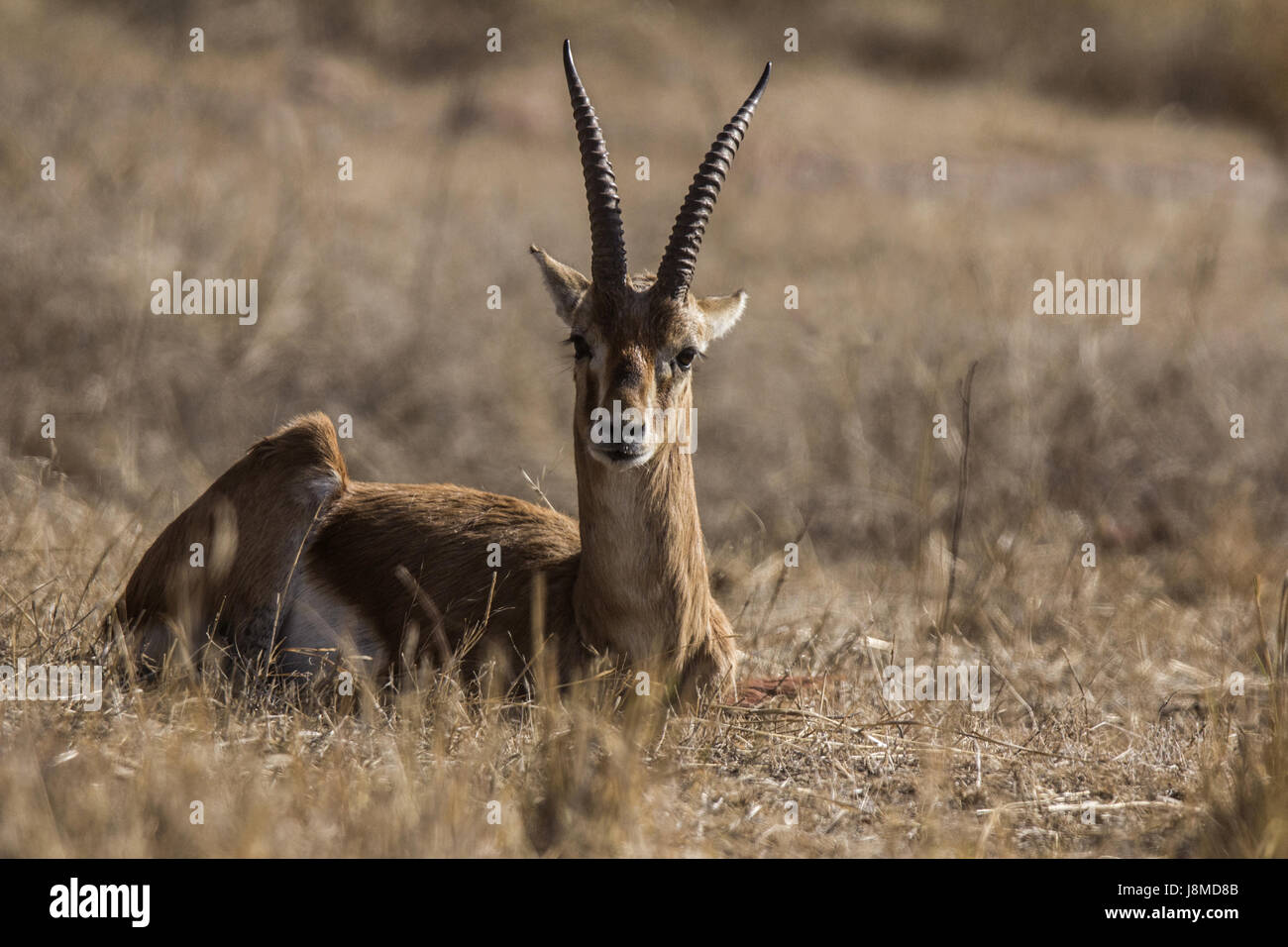 Chinkara Kopf geschossen. Gazella Bennettii auch bekannt als die indische gazelle Stockfoto