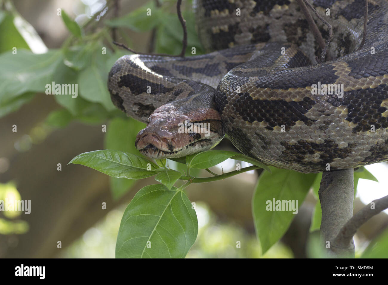 Indian Rock Python. python molurus molurus, nicht giftig. selten. namens 'ajgar" in Hindi. Stockfoto