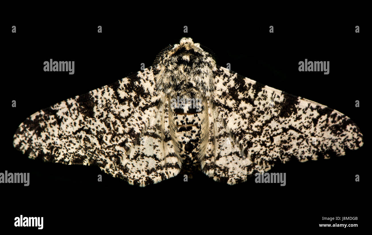 Birkenspanner (Biston Betularia) isoliert auf schwarz. Britische Insekt, vertraut Biologiestudenten, in der Familie Geometridae vor schwarzem Hintergrund Stockfoto