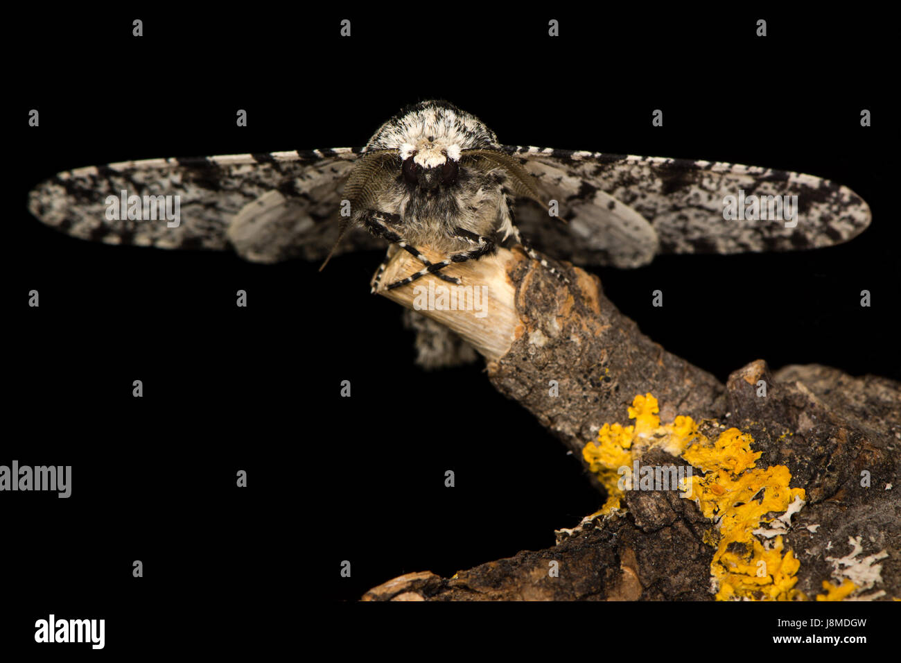 Birkenspanner (Biston Betularia) Kopf auf. Britische Insekt, Biologiestudenten, in der Familie Geometridae vertraut Stockfoto