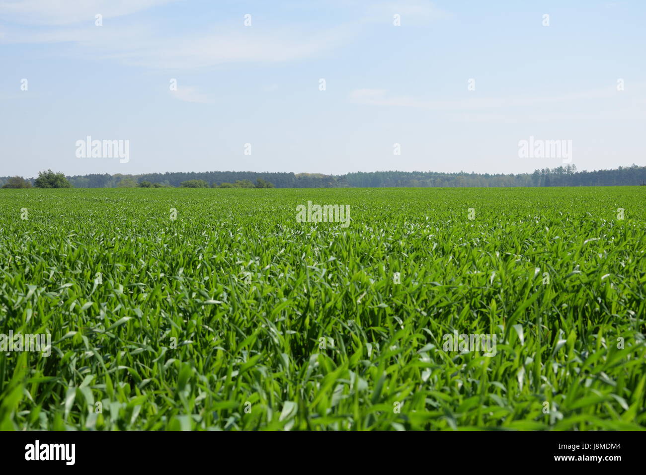 Die Stiele der Jungpflanzen von Getreide im Feld Stockfoto