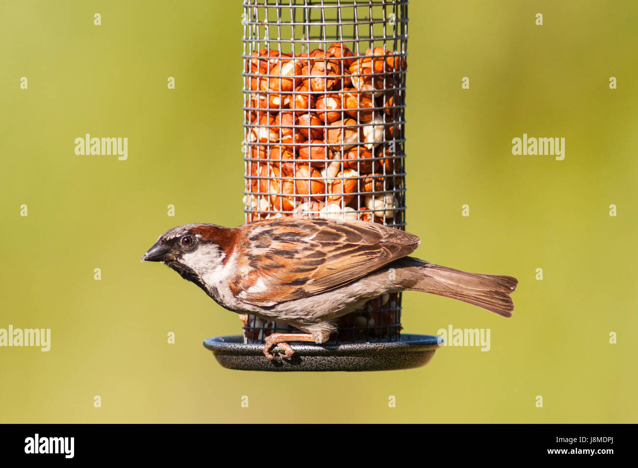Eine Nahaufnahme der Vogel Bildniss eines männlichen Haussperling (Passer Domesticus) in einem uk-Garten Stockfoto