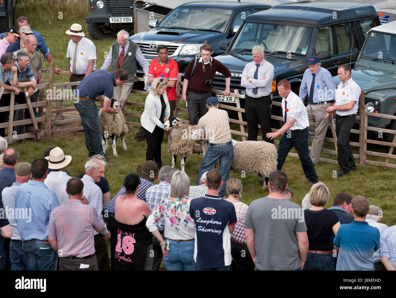 Die 64. Tan Hill Open Swaledale Schafen Show statt der Tan Hill Inn, North Yorkshire, Mai 2017. Schafe in den Ring zu urteilen. Stockfoto