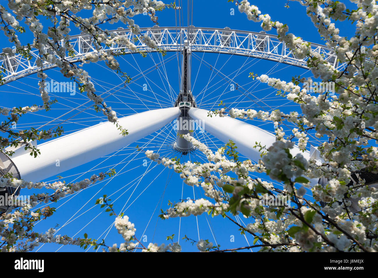 London, England - steht 9. April 2017 - London Eye, Riesenrad, groß gegen tiefblauen Frühling Himmel und Vordergrund Bäume in London, England am 9. April Stockfoto