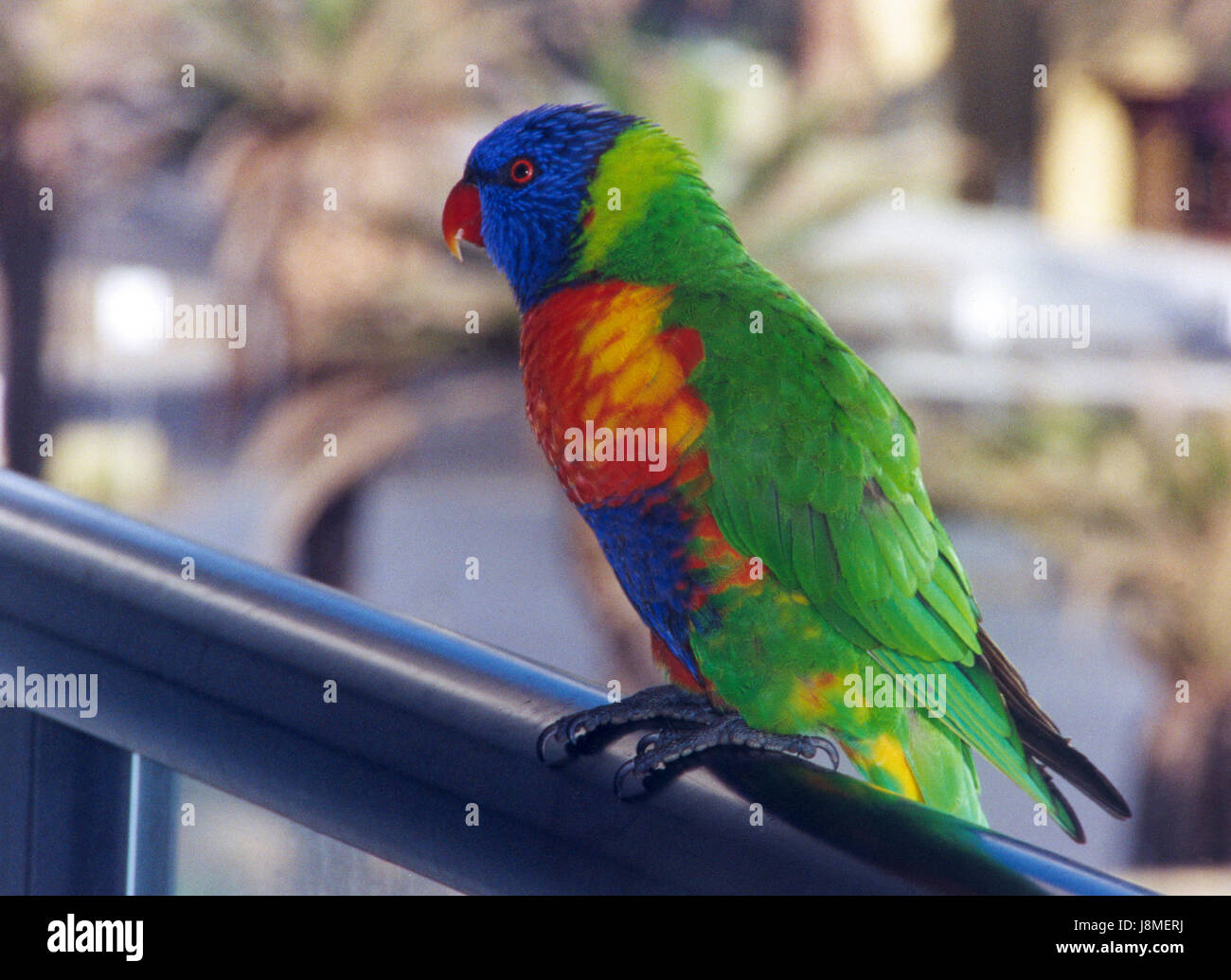 Papagei sitzend auf Balkon warten auf etwas zu Essen 2004 Australien Stockfoto