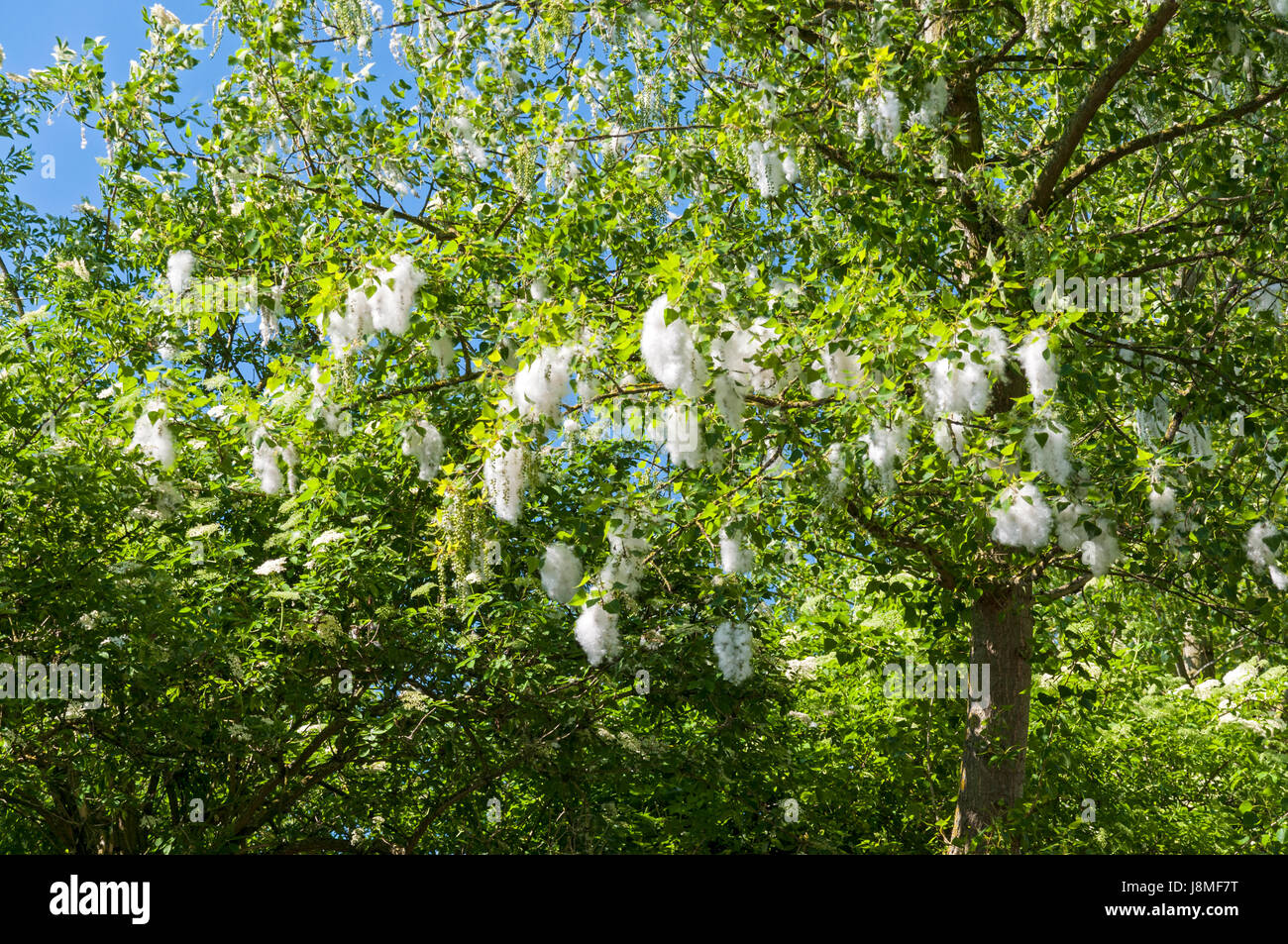 Cottonwood Tree Pollen Stockfotos und bilder Kaufen Alamy