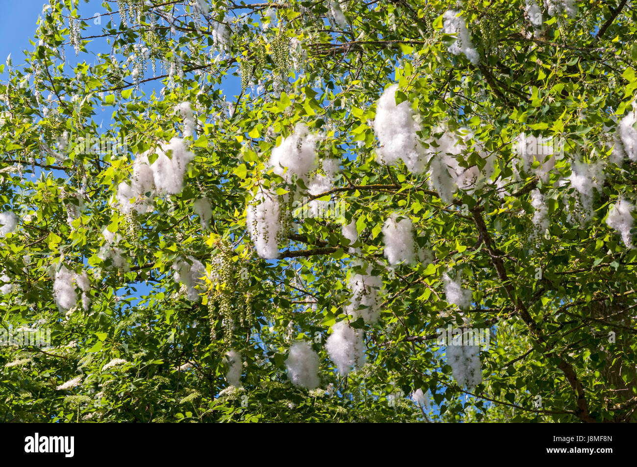 Cottonwood tree pollen Fotos und Bildmaterial in hoher Auflösung Alamy