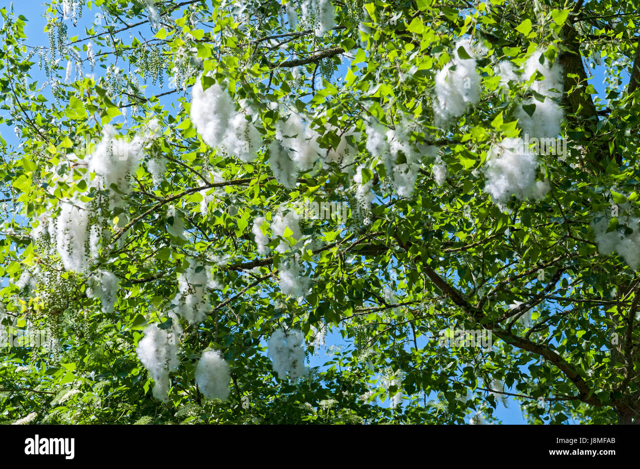Cottonwood tree pollen Fotos und Bildmaterial in hoher Auflösung Alamy
