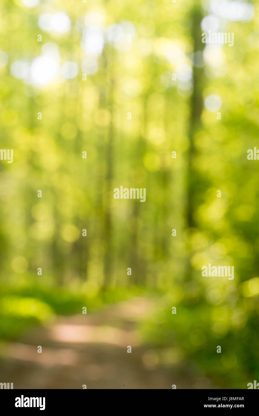 Frühlingswald Hintergrund unscharf Stockfoto