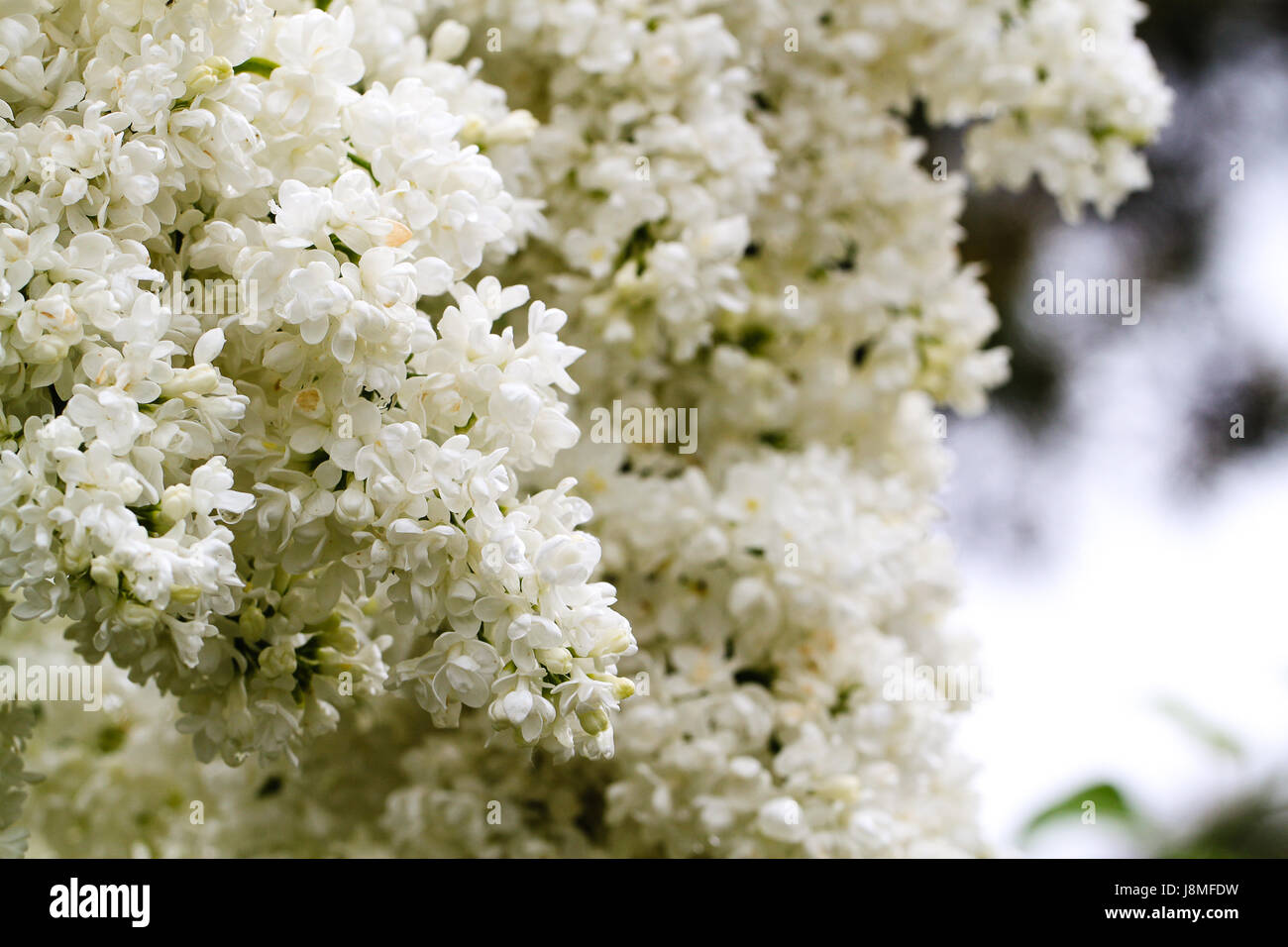 Syringa Vulgaris. Stockfoto